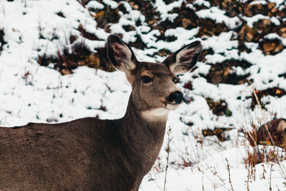 a close up of a deer in the snow