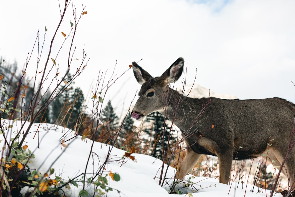 a deer standing in the snow with its mouth open