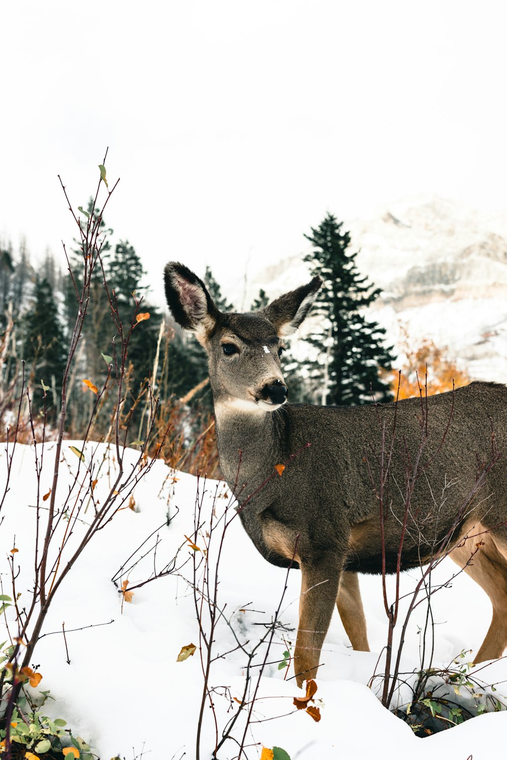 a deer standing in the snow near some trees