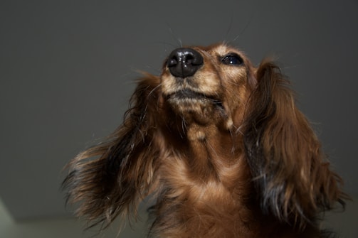 Close-up of a short-haired chocolate dachshund in a playful pose.