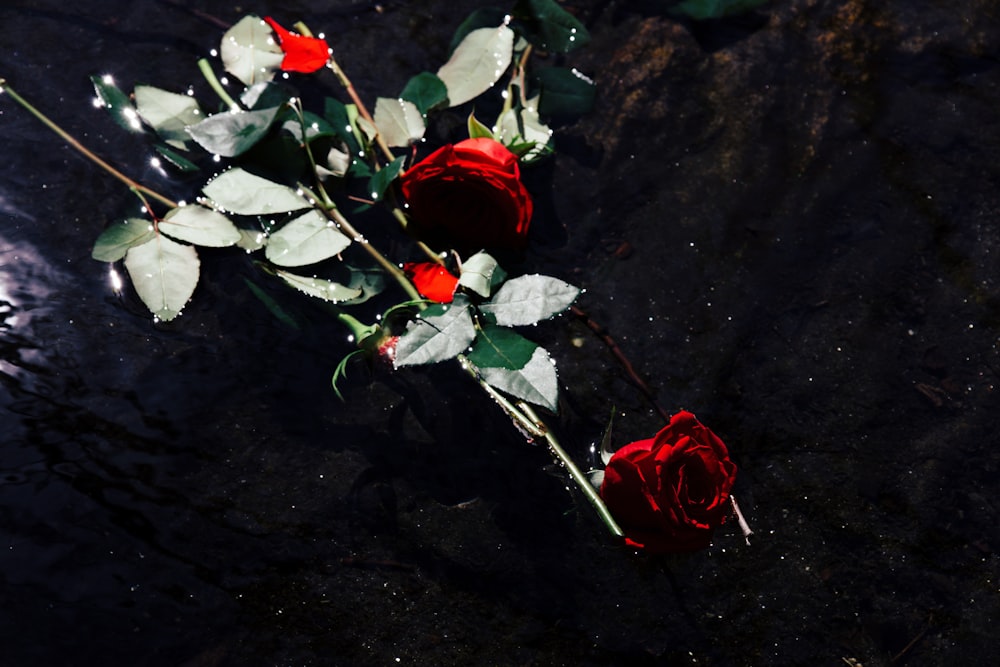 a bouquet of red roses sitting on top of a puddle of water