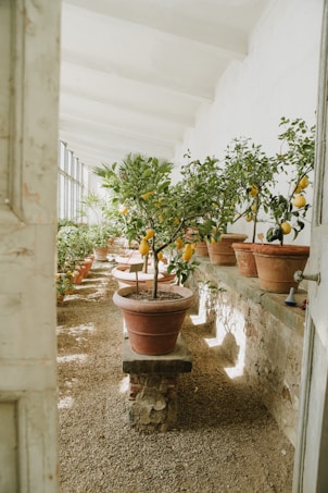 A sunlit indoor garden with rows of lemon trees planted in terracotta pots. The lemon trees are laden with ripe fruit, and the interior is bright due to the large windows on one side. The floor is covered in gravel, and the overall setting has a rustic charm.