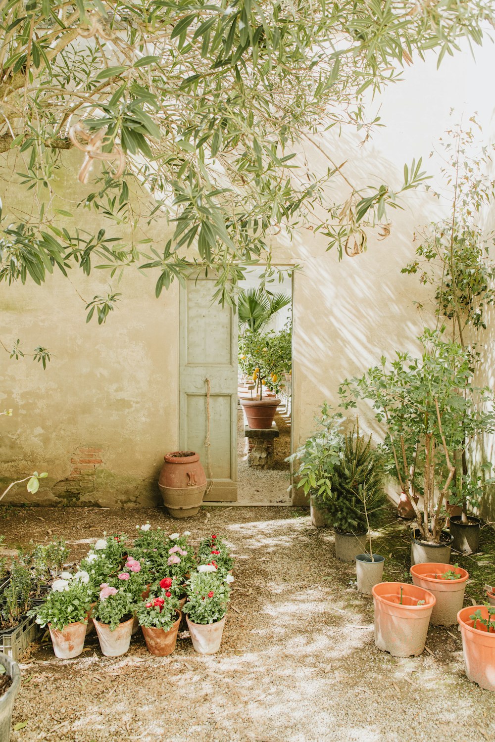 a bunch of potted plants in front of a building