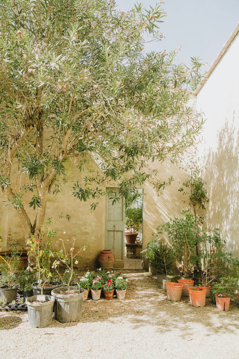 a group of potted plants in front of a building