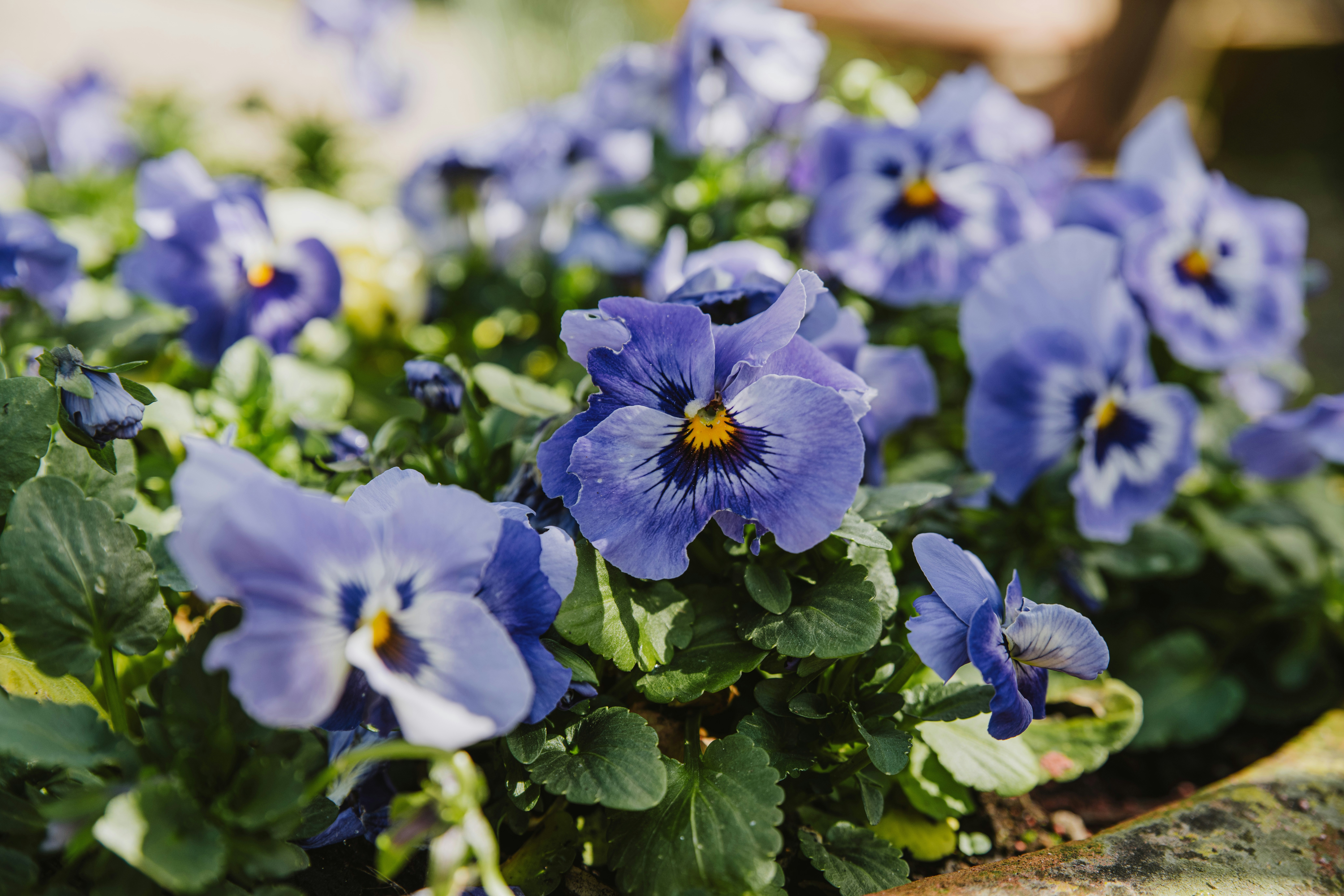 Photo by anitaaustvika