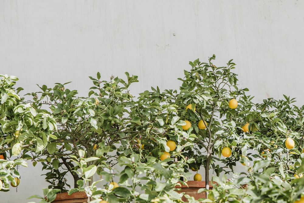 a row of potted lemon trees in front of a white wall