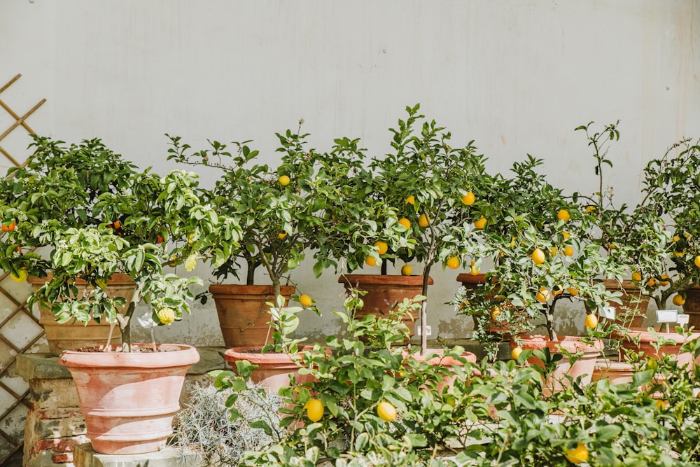 a row of lemon trees in pots on a wall