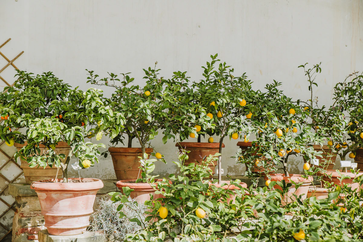 Lemon Tree in Pot India Home Garden Nimbu