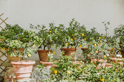 Lemon Tree in Pot India Home Garden Nimbu