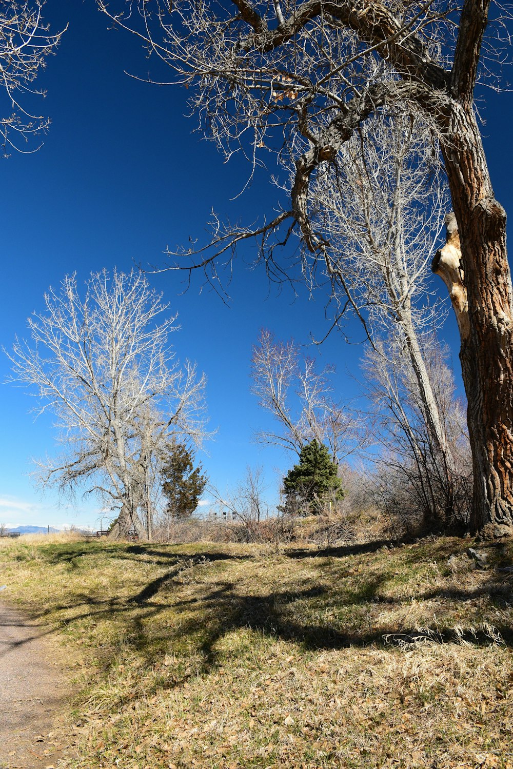 a dirt road surrounded by trees on a sunny day