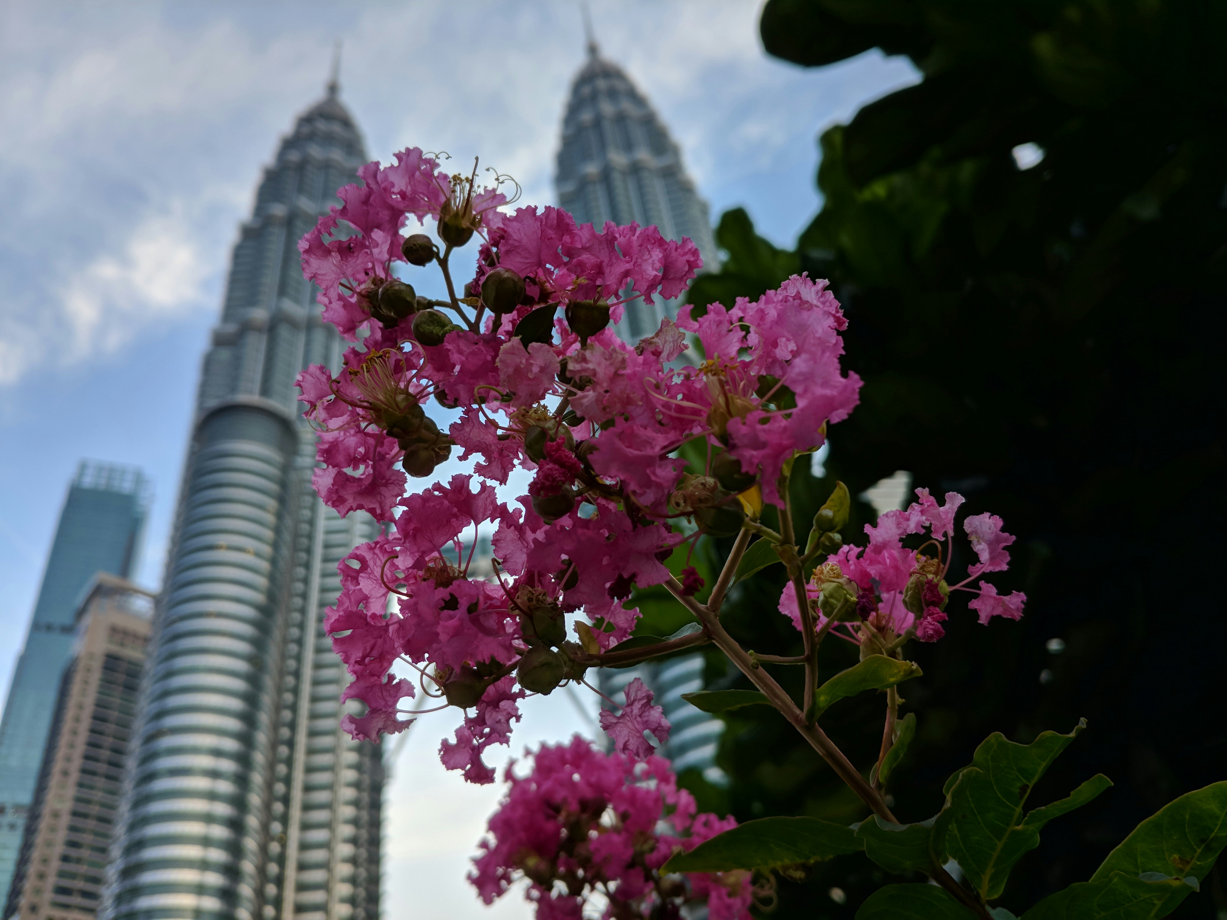 pink flowers in front of two tall buildings