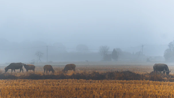 Morning light over green fields with buffalo grazing peacefully.