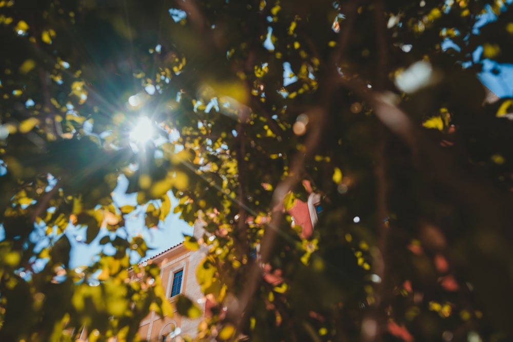 the sun shines through the leaves of a tree