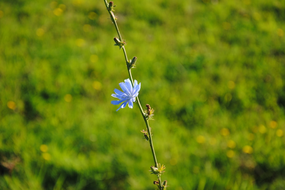 a single blue flower is growing in a field