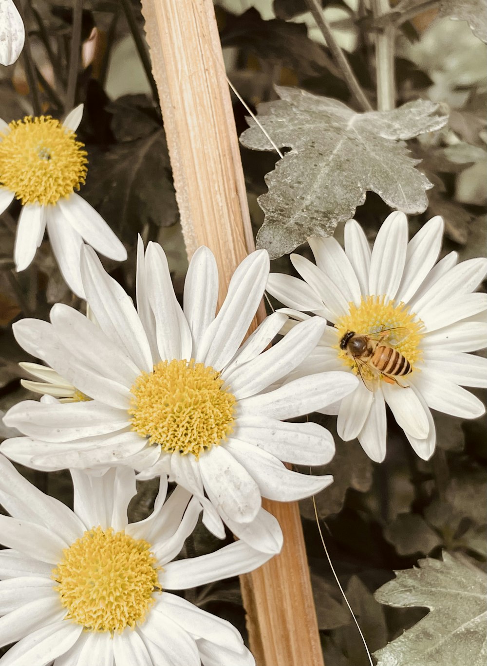 a bunch of white flowers with a bee on them