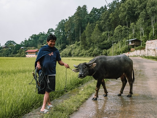 a man walking a cow down a dirt road