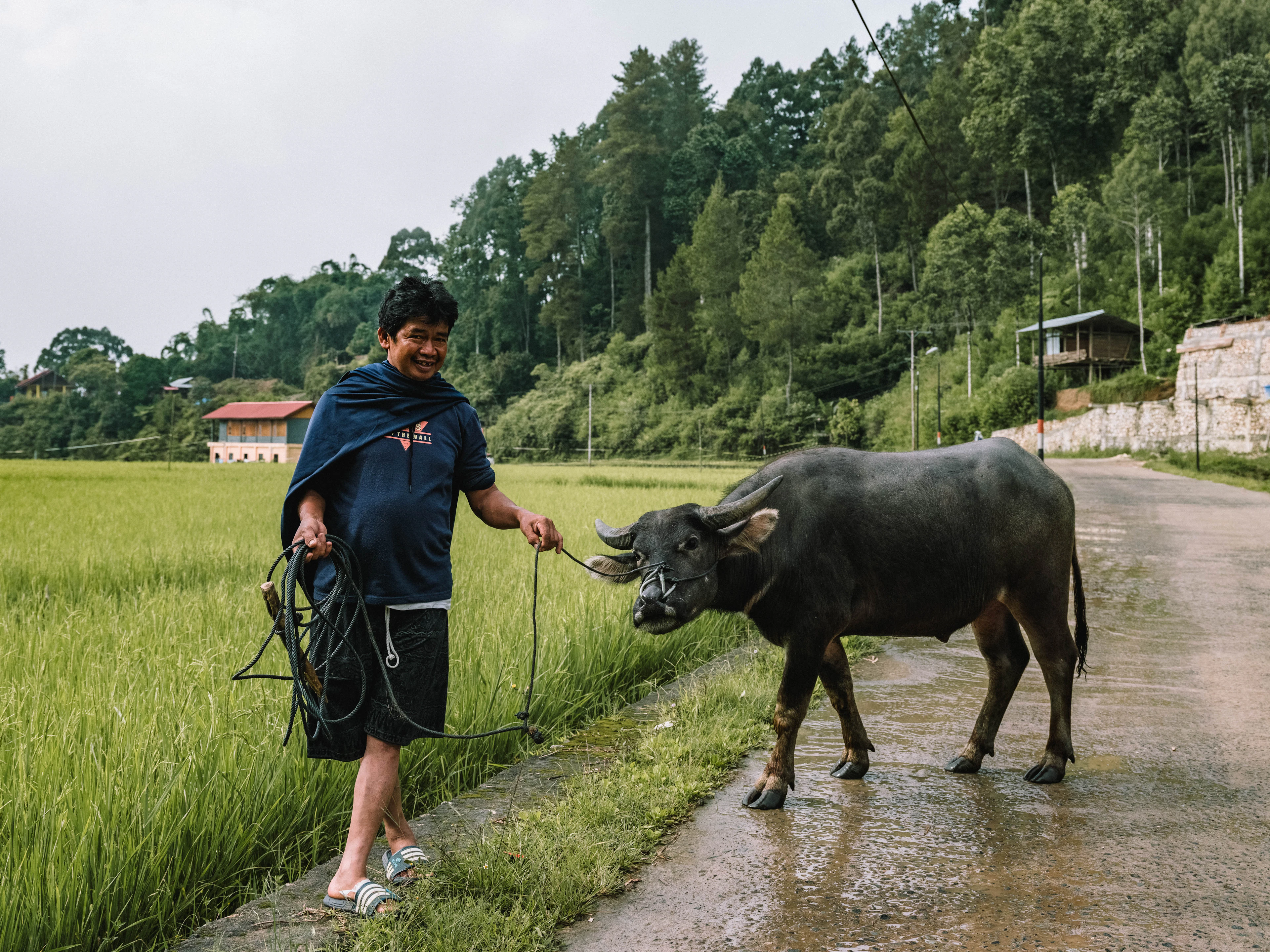 A farmer leading a water buffalo along a lane between green rice fields, Tana Toraja