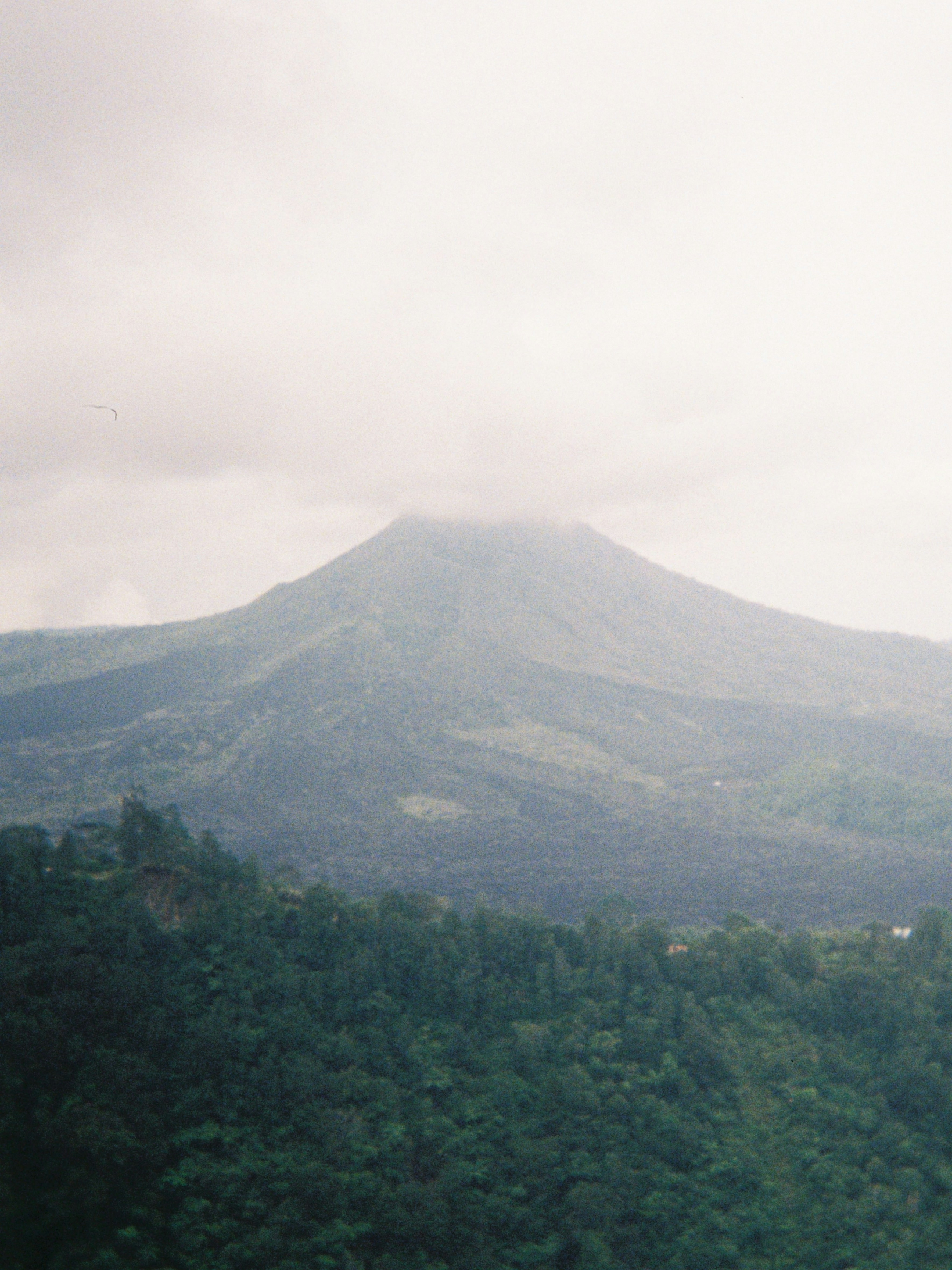 a view of a mountain with a bird flying over it