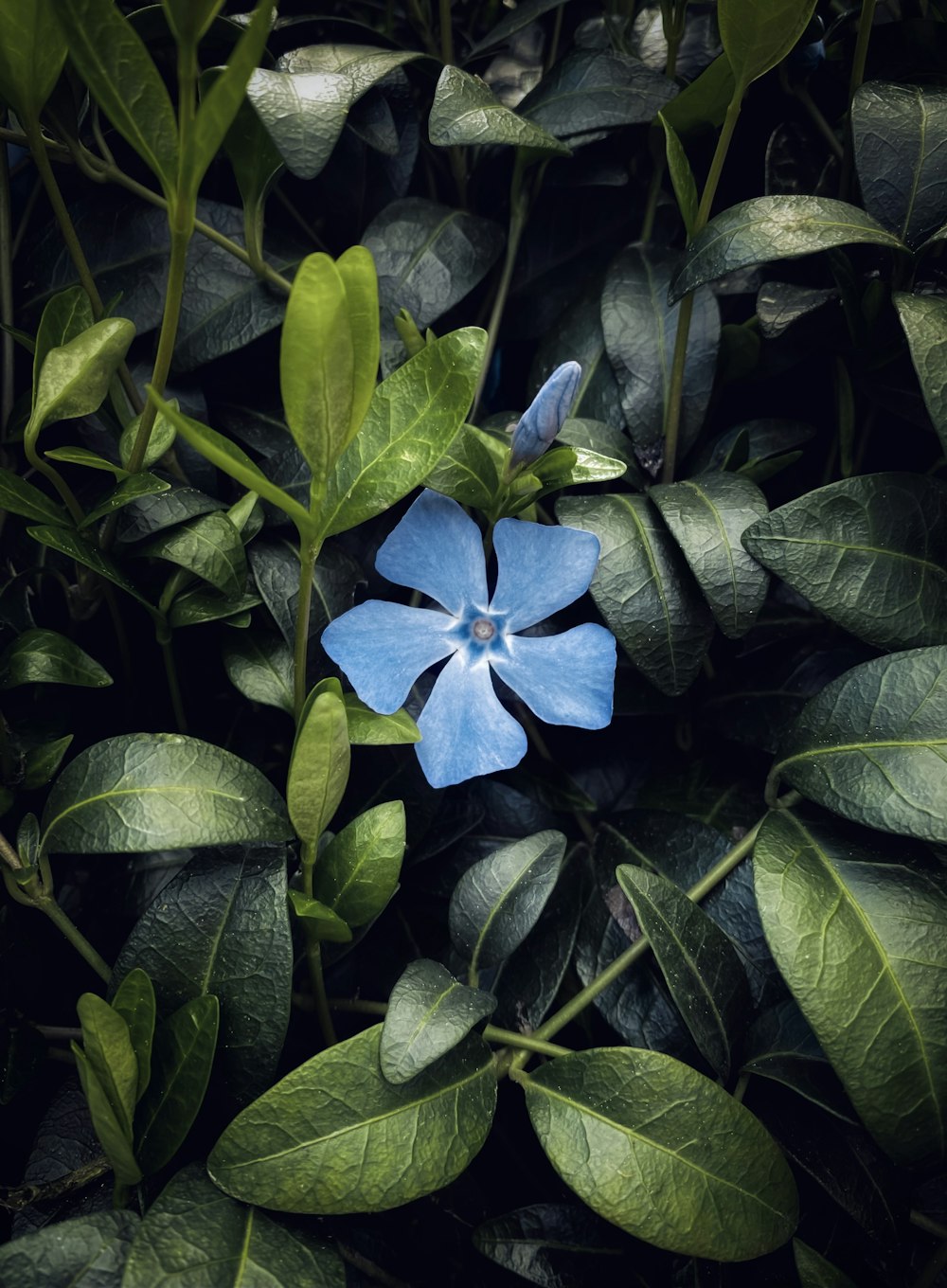 a blue flower is surrounded by green leaves