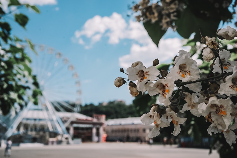 a view of a ferris wheel from behind some flowers