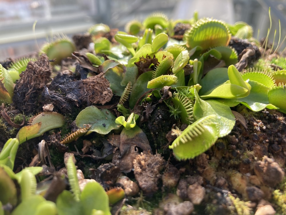 a close up of a bunch of green plants