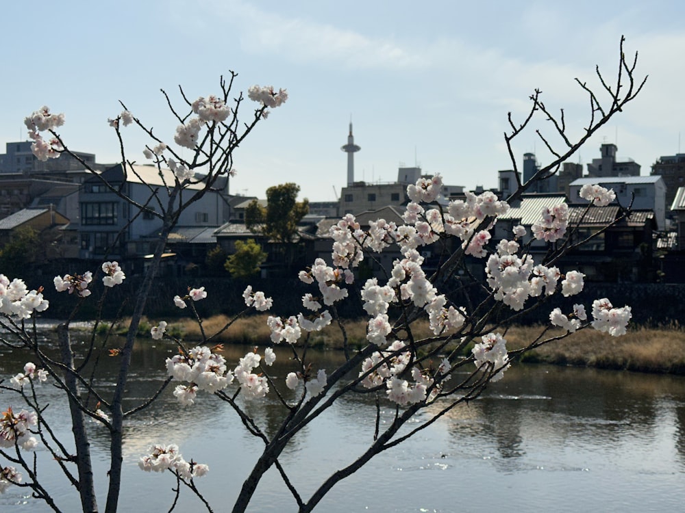 a tree with white flowers in front of a body of water