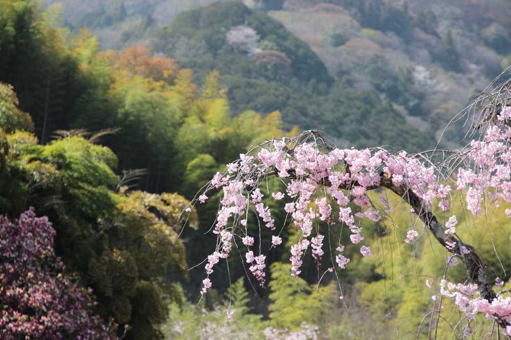 a tree with pink flowers in the foreground and a mountain in the background