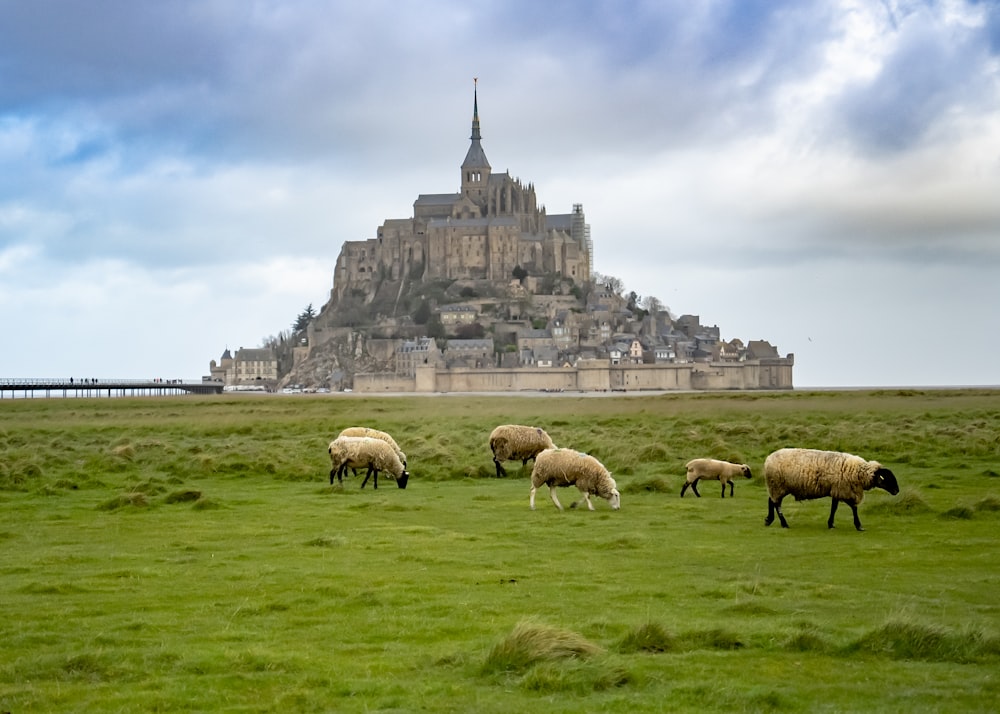 a herd of sheep grazing on a lush green field