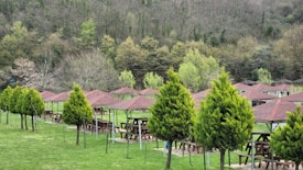A row of wooden picnic tables under small structures with red-tiled roofs is neatly arranged in an outdoor area. The setting is surrounded by lush green grass and a backdrop of dense forest with a variety of trees. Several vibrant green bushes line the scene, contributing to a tranquil and inviting atmosphere.