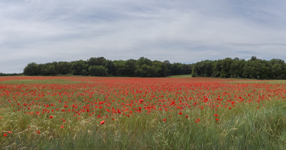 a field full of red flowers with trees in the background