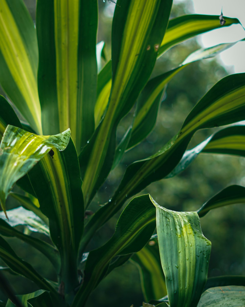 a large green plant with lots of leaves