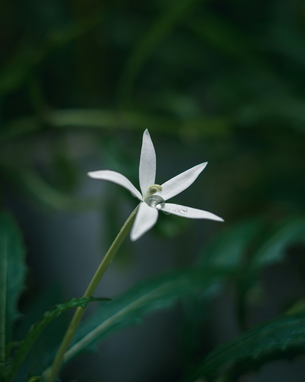 a small white flower with green leaves in the background