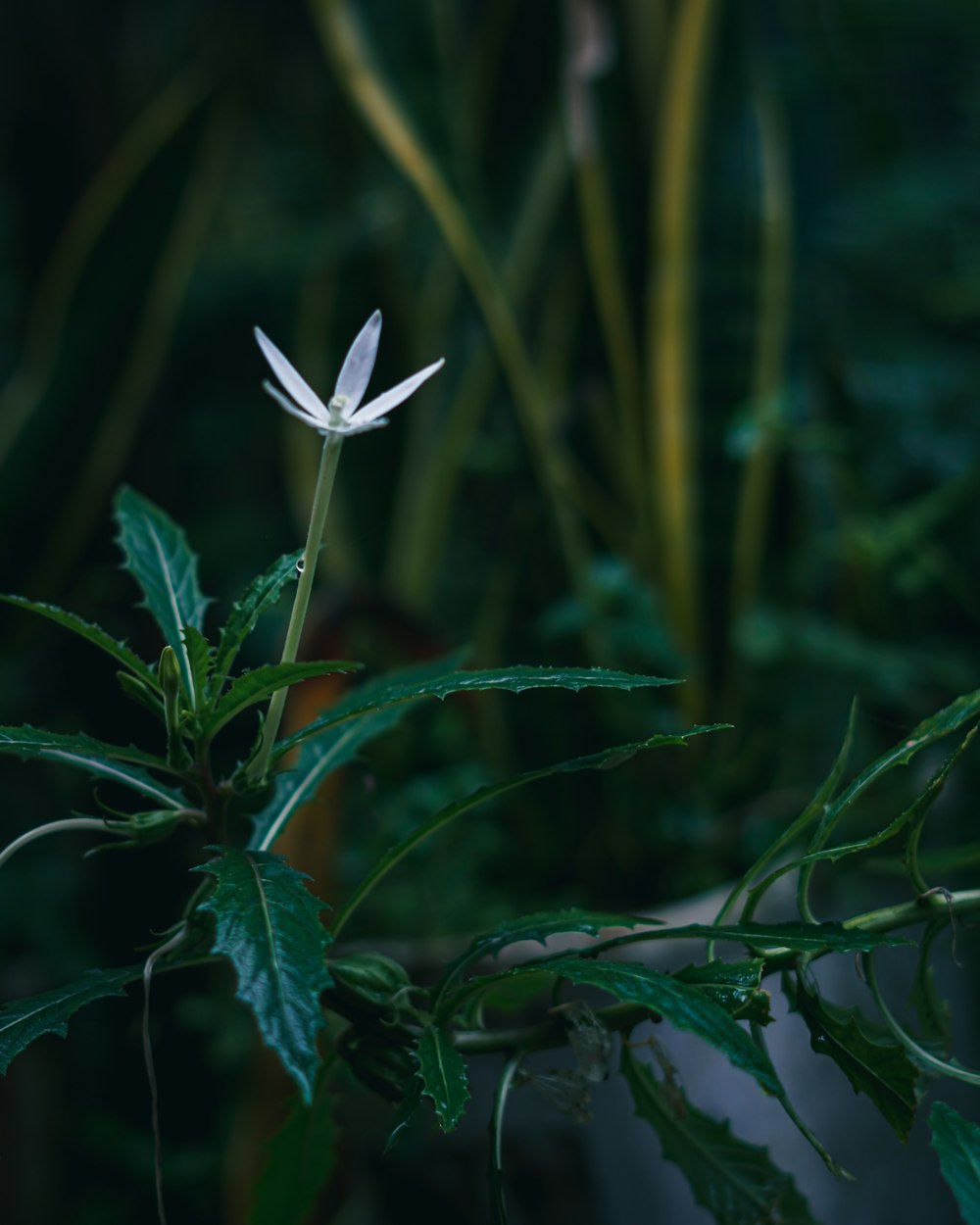 a small white flower sitting on top of a green plant