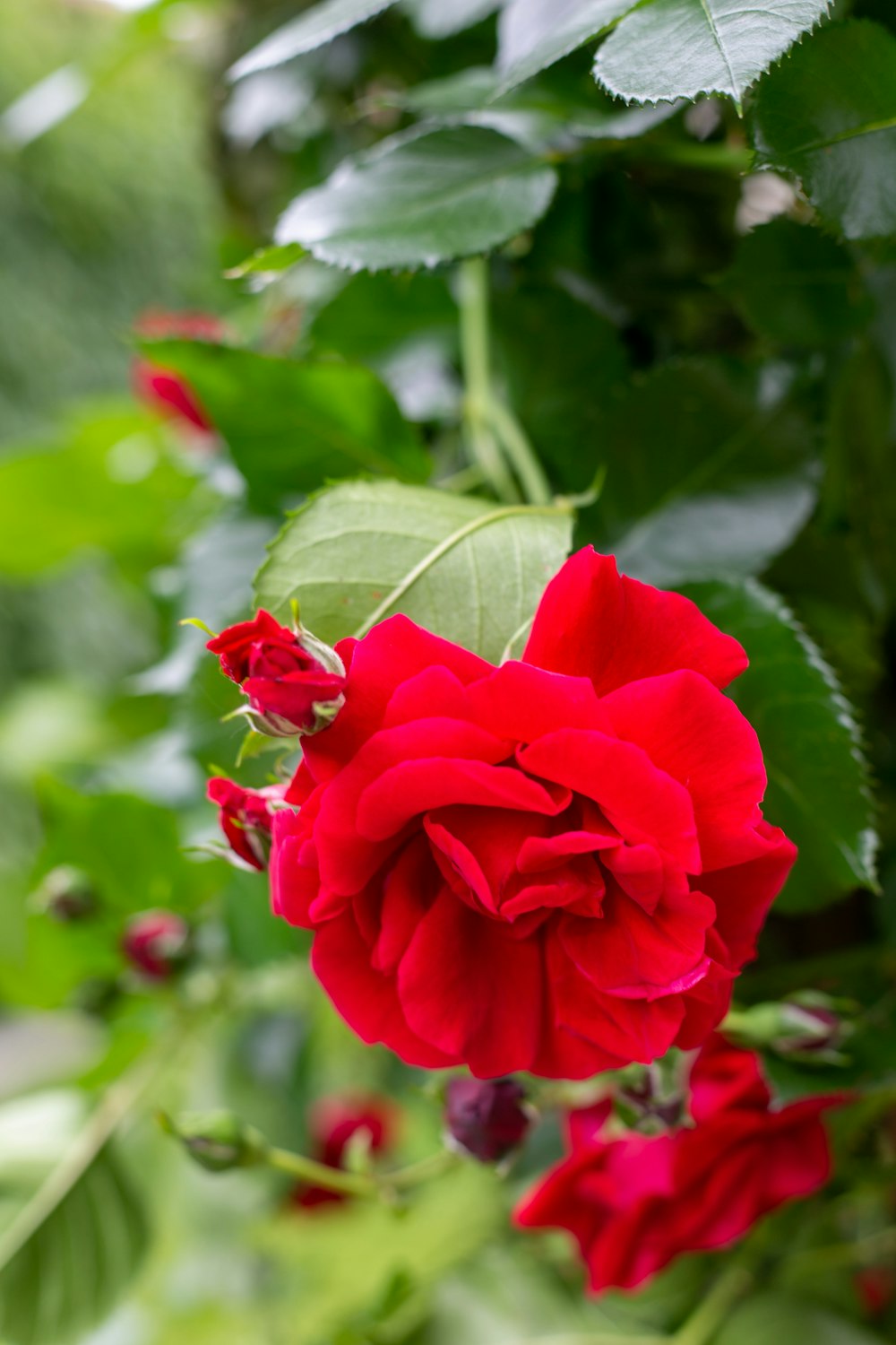 a close up of a red rose on a bush