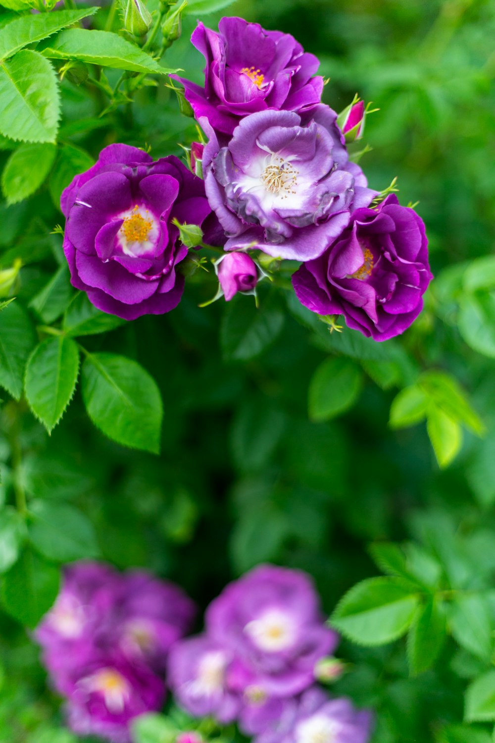 a group of purple flowers with green leaves