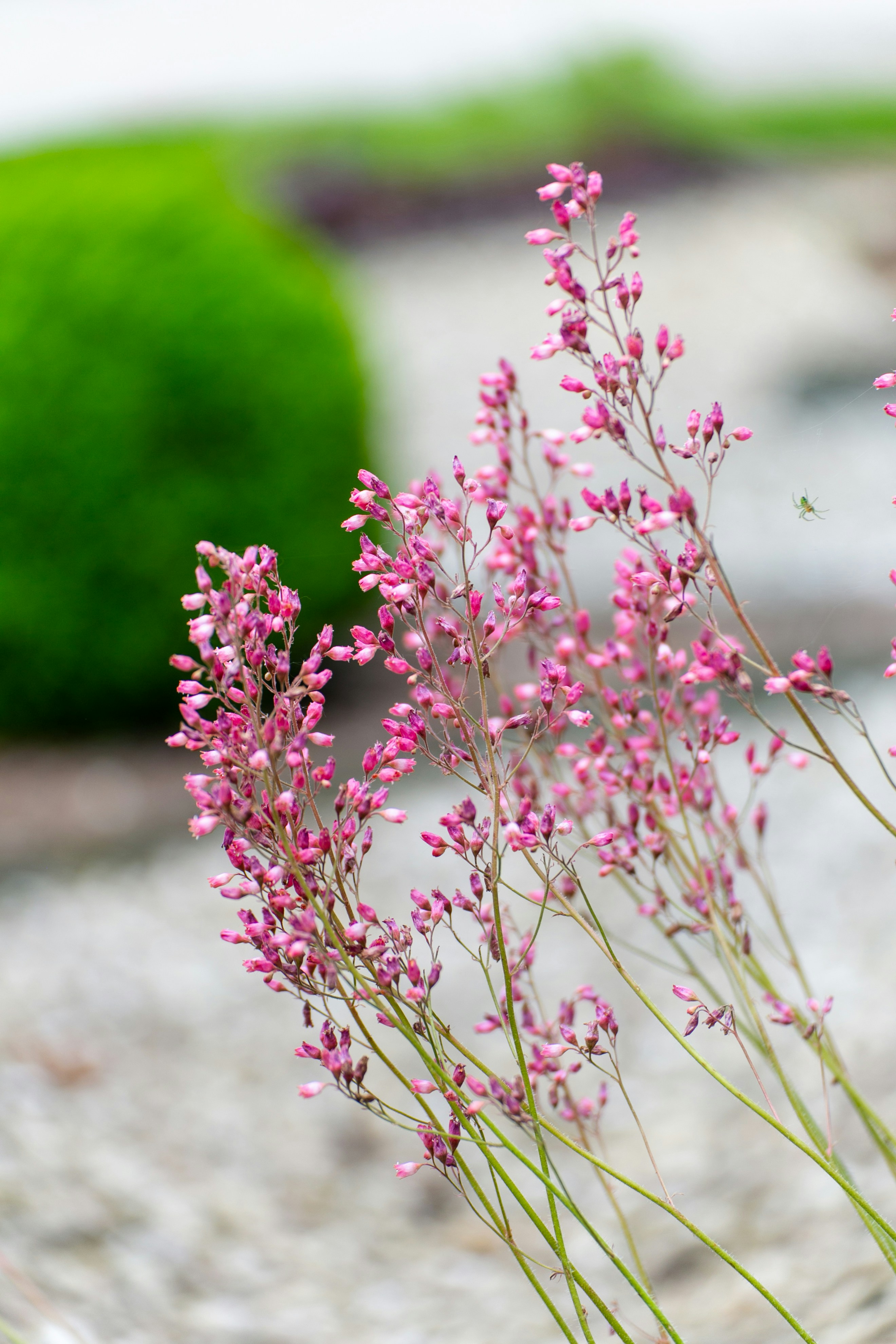 a bunch of pink flowers sitting on top of a cement ground