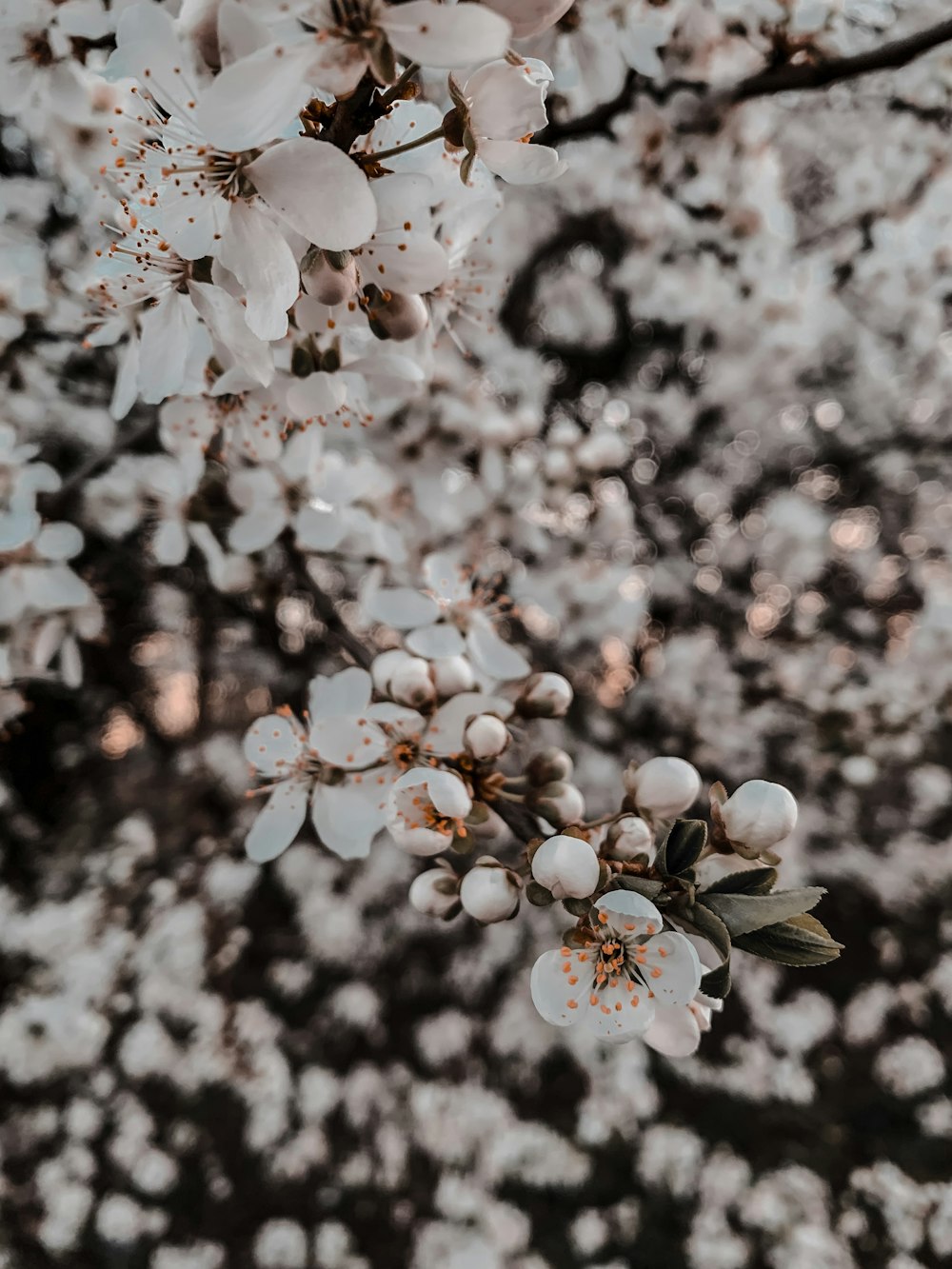 a close up of a tree with white flowers