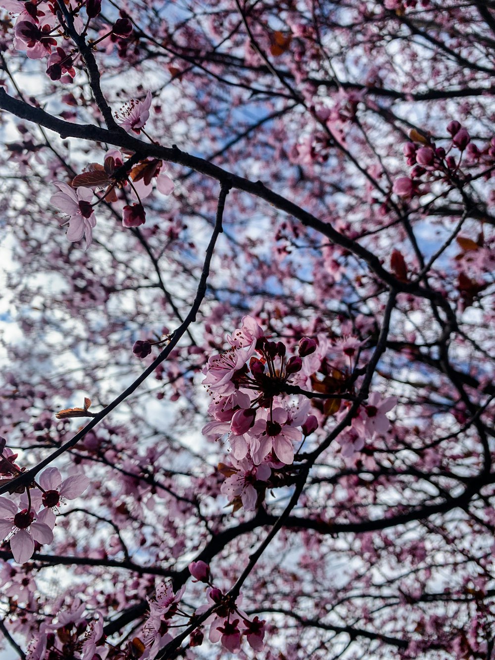 a tree with lots of pink flowers on it