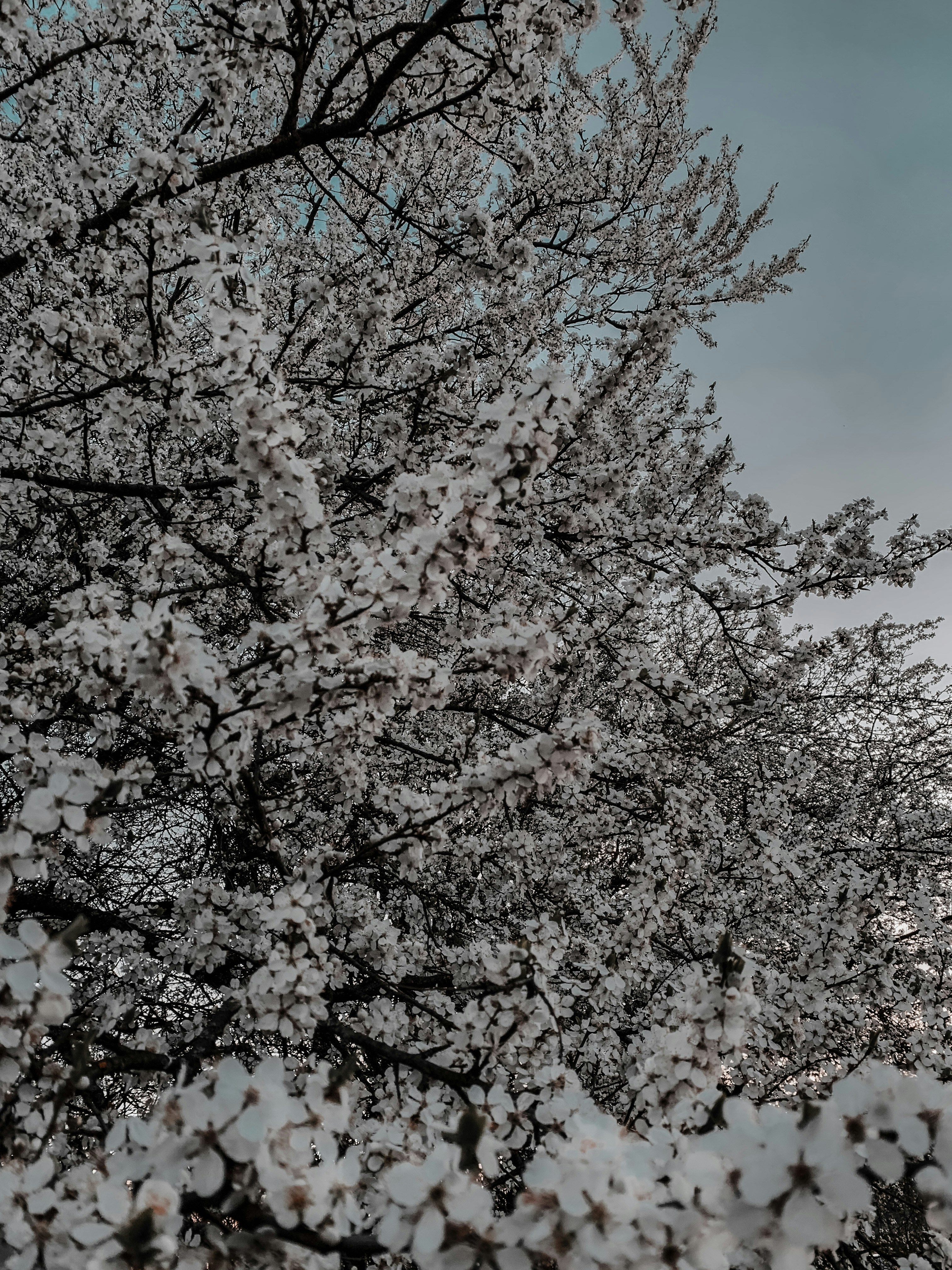 Photo by vanyurvivien