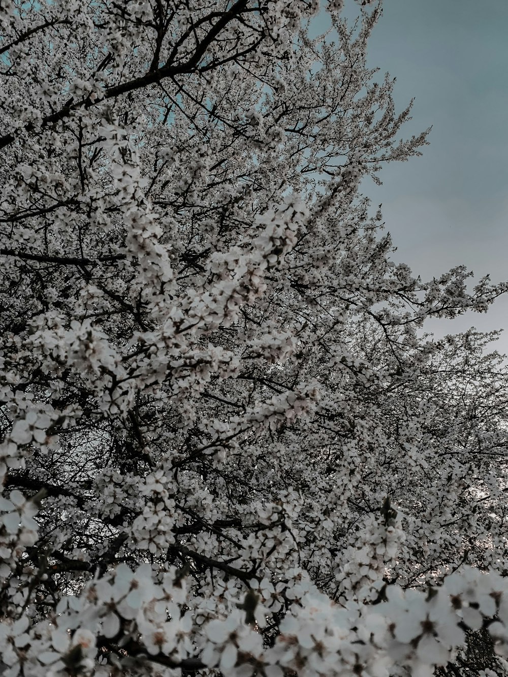 a black and white photo of a tree with snow on it