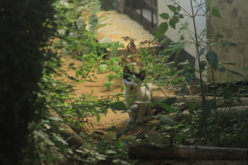 a couple of cats sitting on top of a dirt road