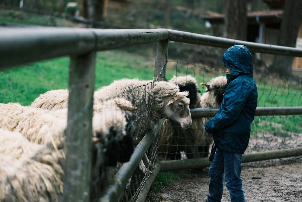 Un jeune garçon debout à côté d’un troupeau de moutons