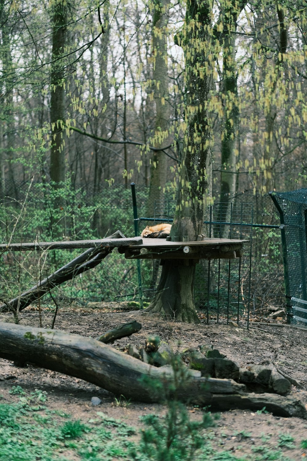 a dog laying on a picnic table in the woods