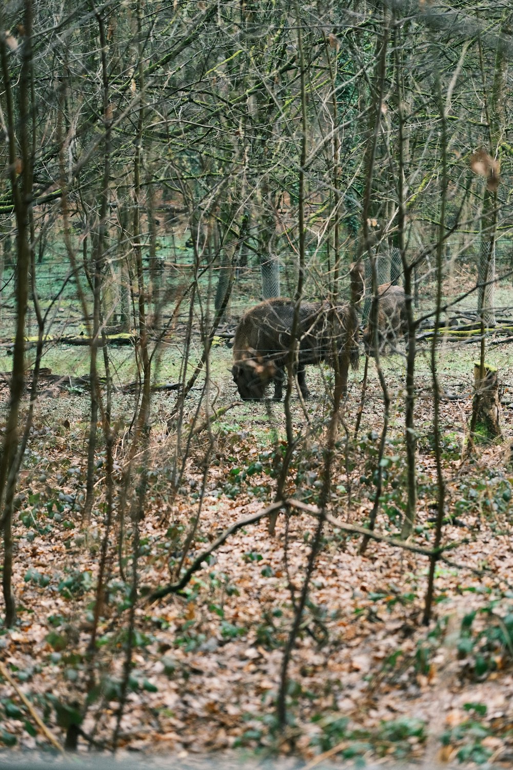 a wild animal in a wooded area with trees