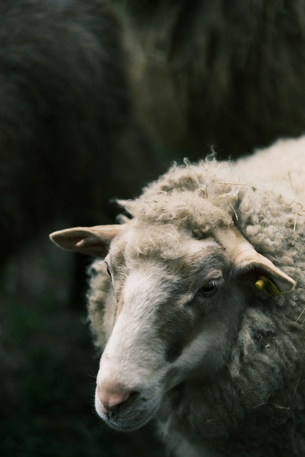 カメラを見ている羊の接写