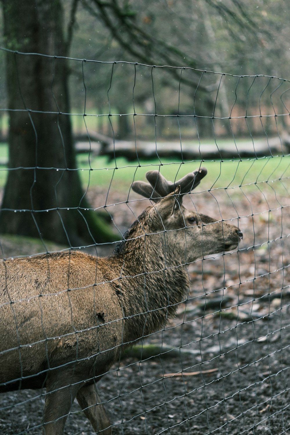 a deer is standing behind a wire fence
