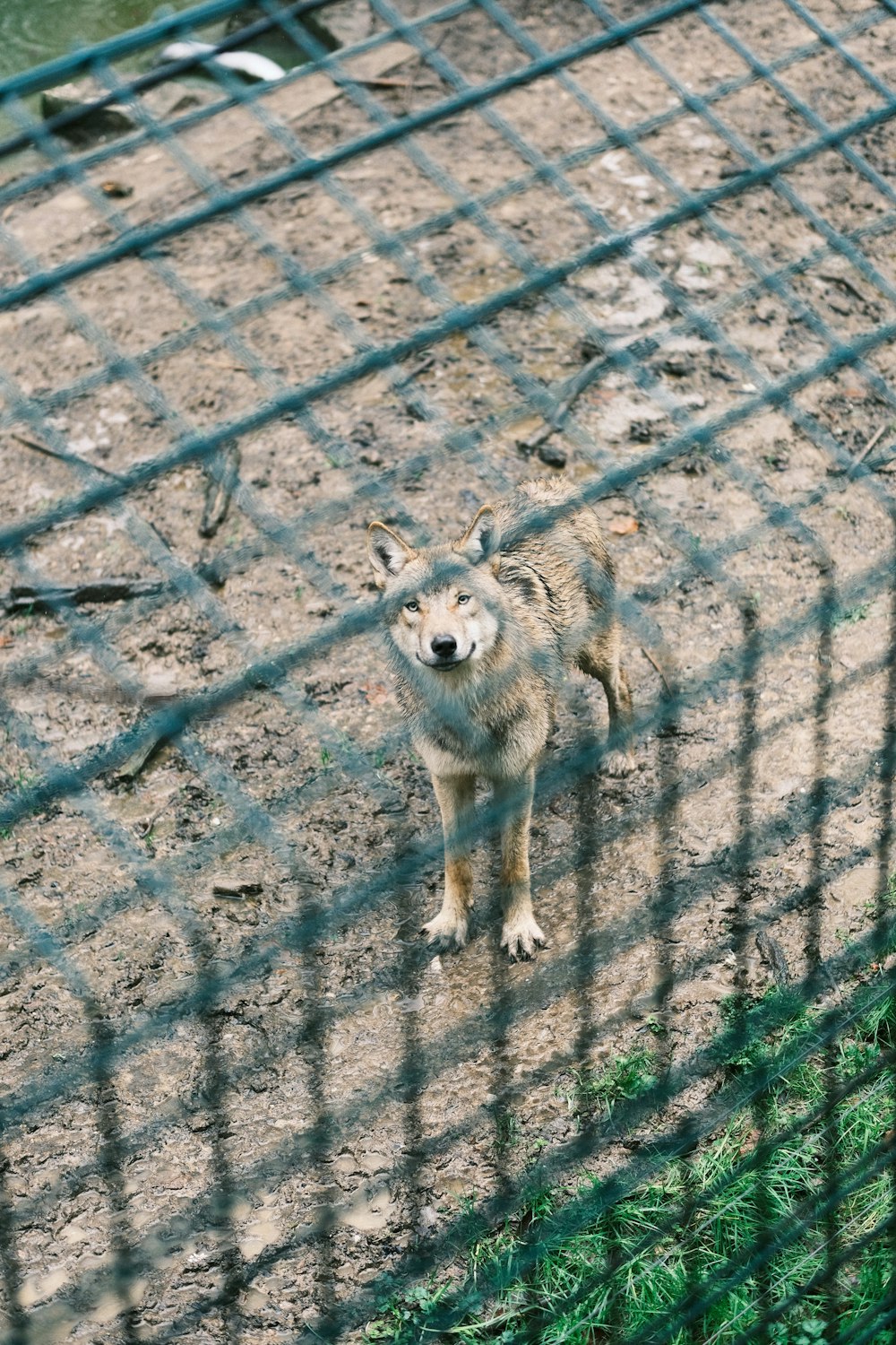 a wolf standing in the dirt behind a fence