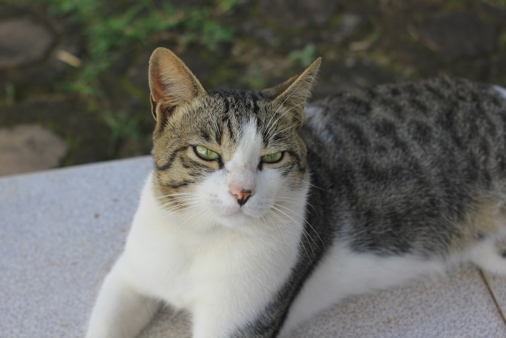 a cat sitting on a table looking at the camera