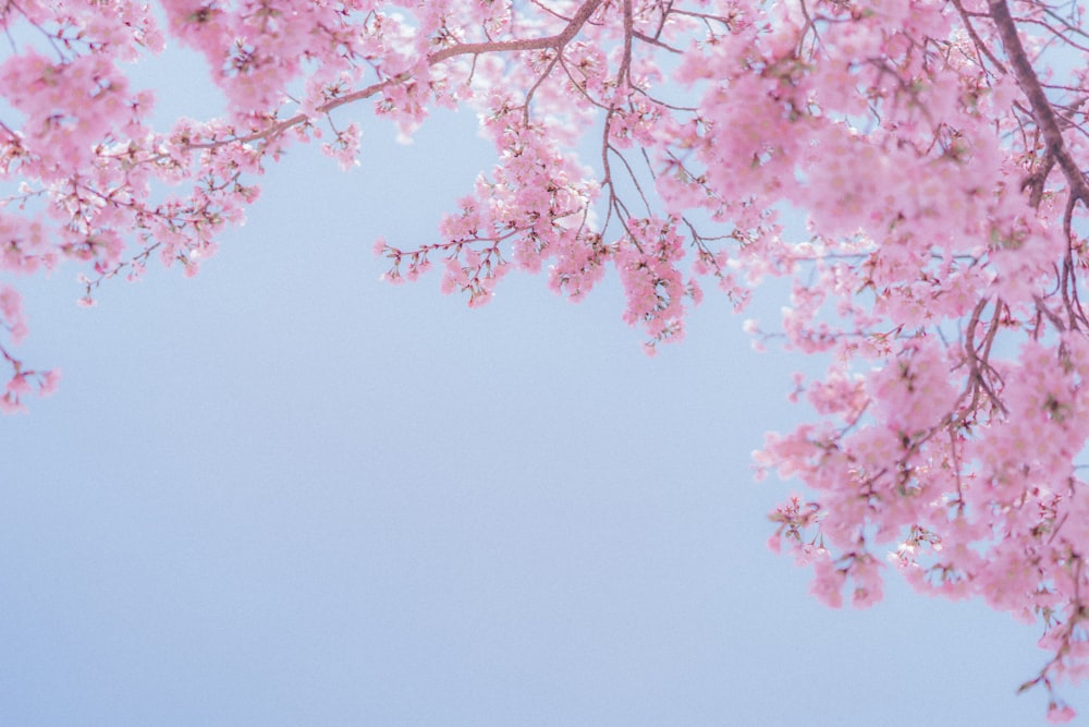 a pink flowered tree with a blue sky in the background