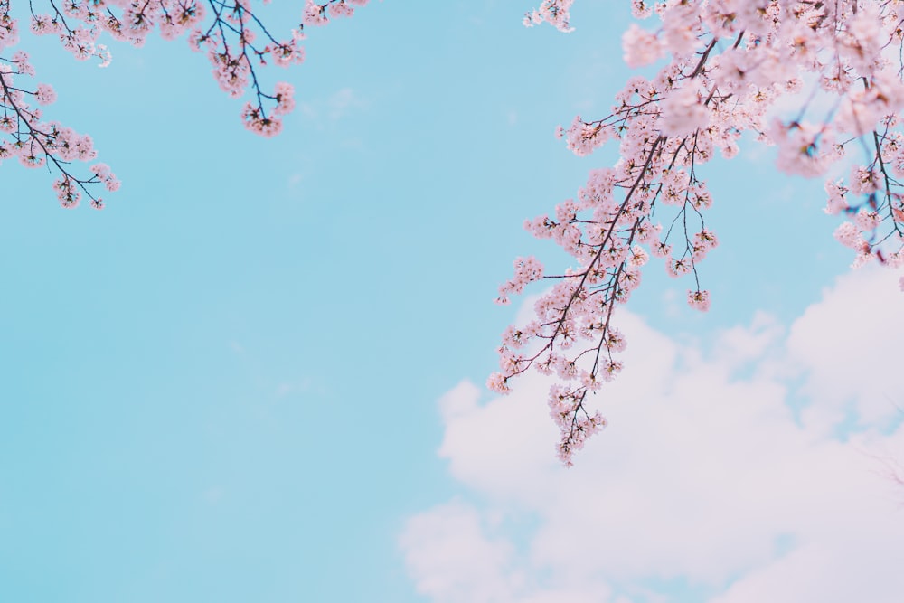 a pink flowered tree with a blue sky in the background